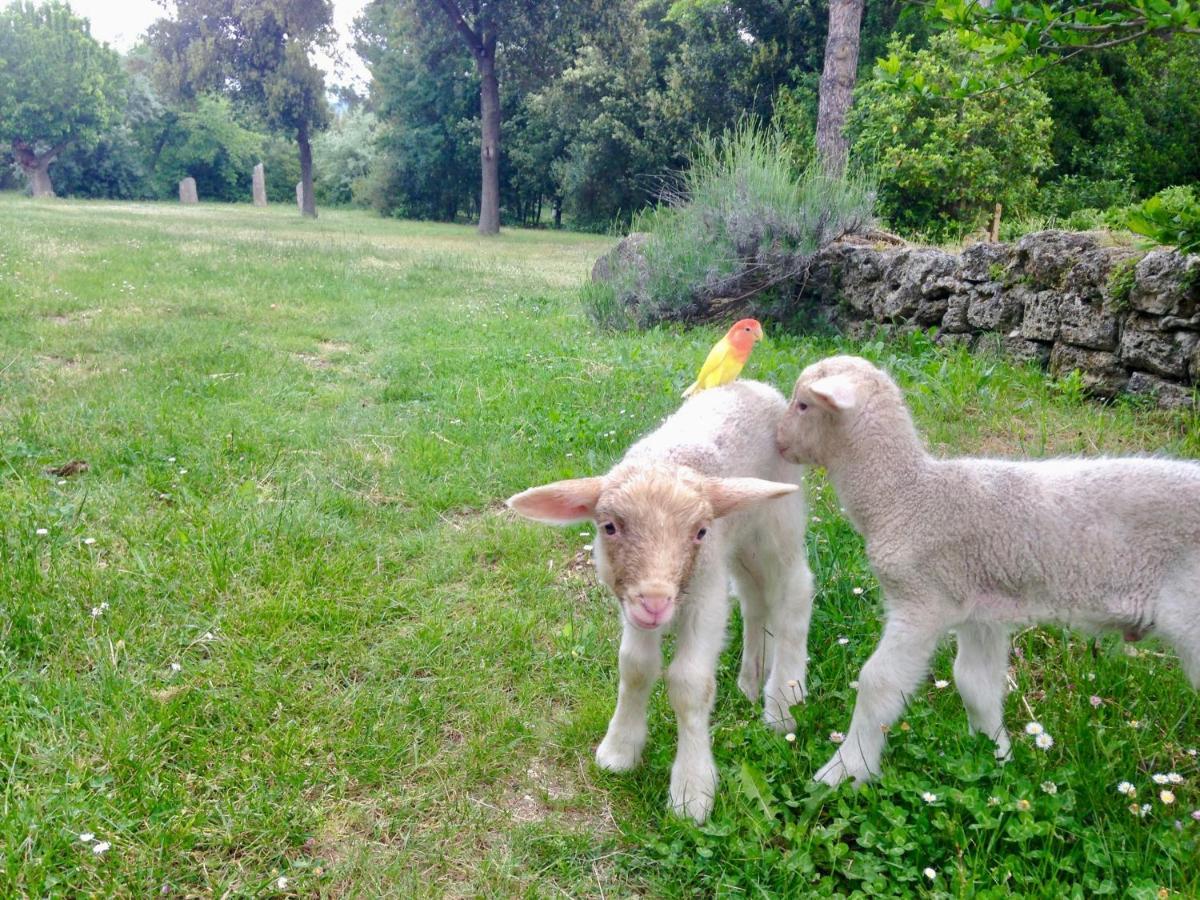Agriturismo "Borgo Madonna Degli Angeli" - Charming Cottages In The Gardens ! Tocco da Casauria Exterior photo